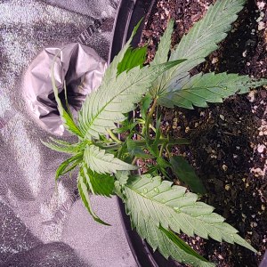 bbs-grow-diaries/blimburnseeds-com/user-52563/2cc5bc68424d3e00