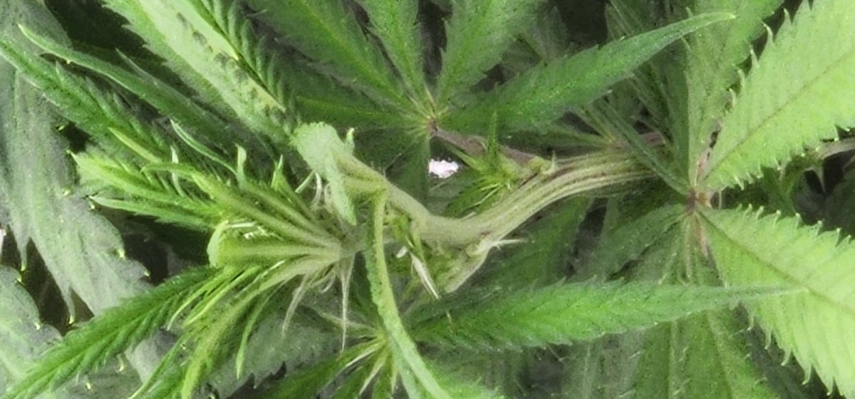 bbs-grow-diaries/blimburnseeds-com/user-52563/2cd2fd17ac281e30