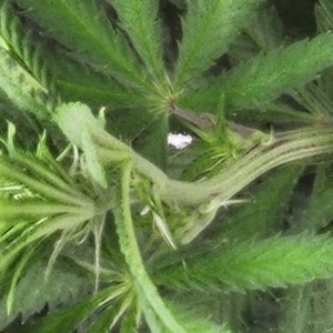 bbs-grow-diaries/blimburnseeds-com/user-52563/2cd2fd17ac281e30