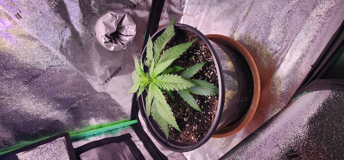 bbs-grow-diaries/blimburnseeds-com/user-52563/3dbb0a115b5a9aa0