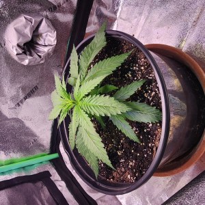 bbs-grow-diaries/blimburnseeds-com/user-52563/3dbb0a115b5a9aa0
