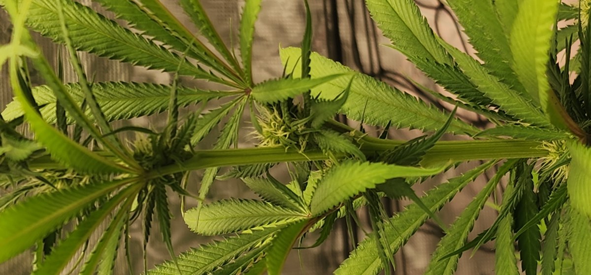 bbs-grow-diaries/blimburnseeds-com/user-52563/41162a8847e30e9e