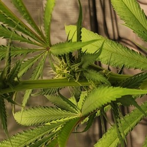bbs-grow-diaries/blimburnseeds-com/user-52563/41162a8847e30e9e