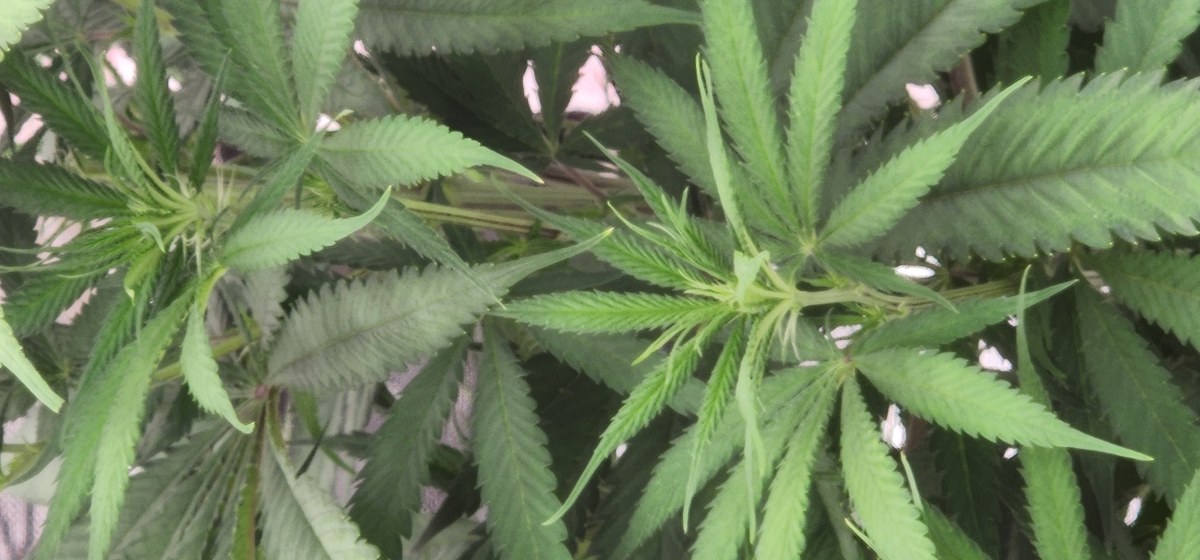 bbs-grow-diaries/blimburnseeds-com/user-52563/4c6bf817b81c7847
