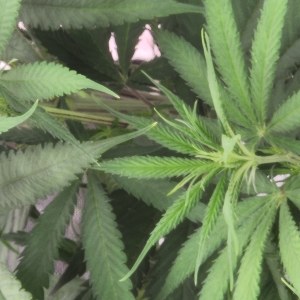 bbs-grow-diaries/blimburnseeds-com/user-52563/4c6bf817b81c7847