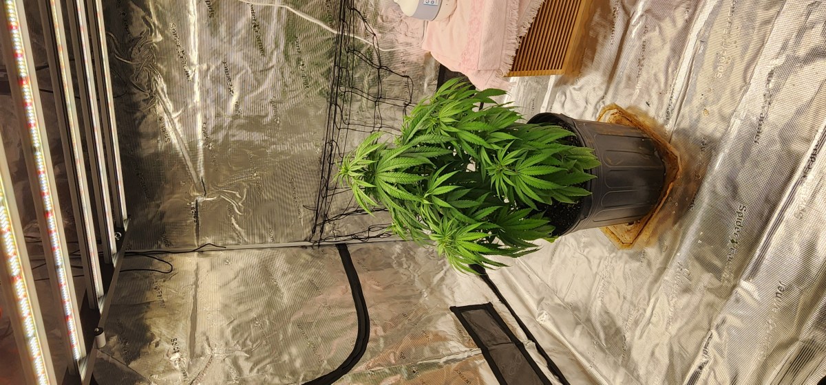 bbs-grow-diaries/blimburnseeds-com/user-52563/60a1da7346c58530