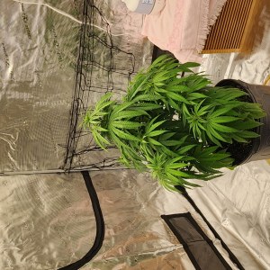 bbs-grow-diaries/blimburnseeds-com/user-52563/60a1da7346c58530