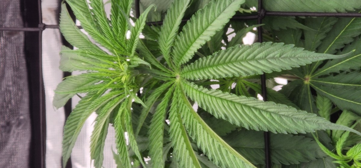 bbs-grow-diaries/blimburnseeds-com/user-52563/6777a697a5e0f5de