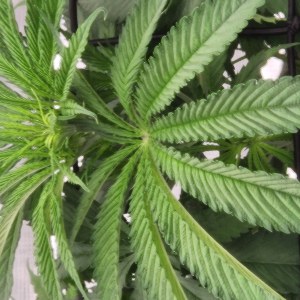 bbs-grow-diaries/blimburnseeds-com/user-52563/6777a697a5e0f5de