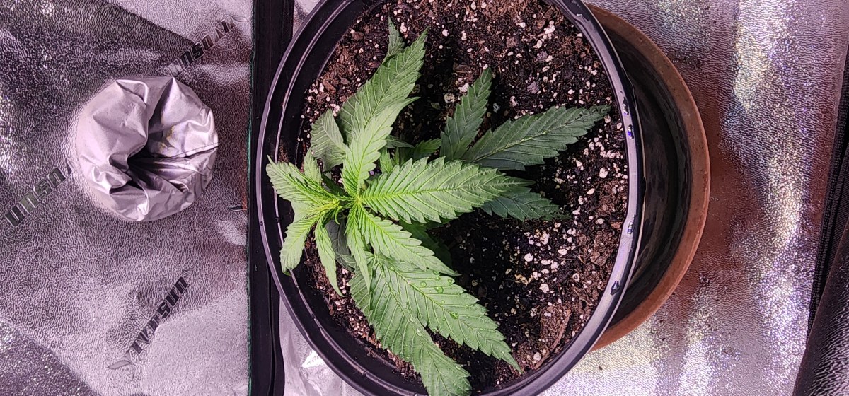 bbs-grow-diaries/blimburnseeds-com/user-52563/7588be1ad7407651