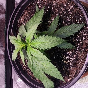 bbs-grow-diaries/blimburnseeds-com/user-52563/7588be1ad7407651