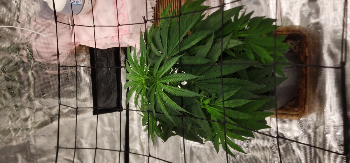bbs-grow-diaries/blimburnseeds-com/user-52563/77515b08a6e86f8c