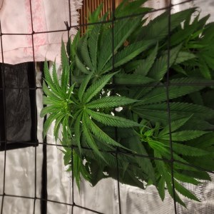 bbs-grow-diaries/blimburnseeds-com/user-52563/77515b08a6e86f8c