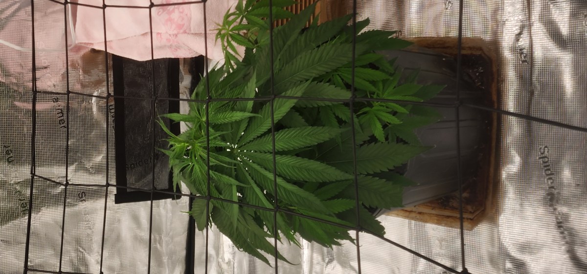 bbs-grow-diaries/blimburnseeds-com/user-52563/7f10989e659a0497