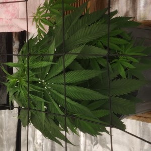 bbs-grow-diaries/blimburnseeds-com/user-52563/7f10989e659a0497