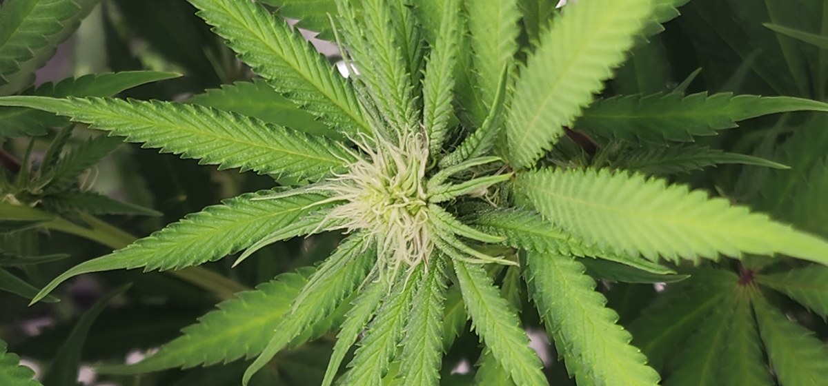 bbs-grow-diaries/blimburnseeds-com/user-52563/856103b741fd9669