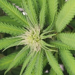 bbs-grow-diaries/blimburnseeds-com/user-52563/856103b741fd9669