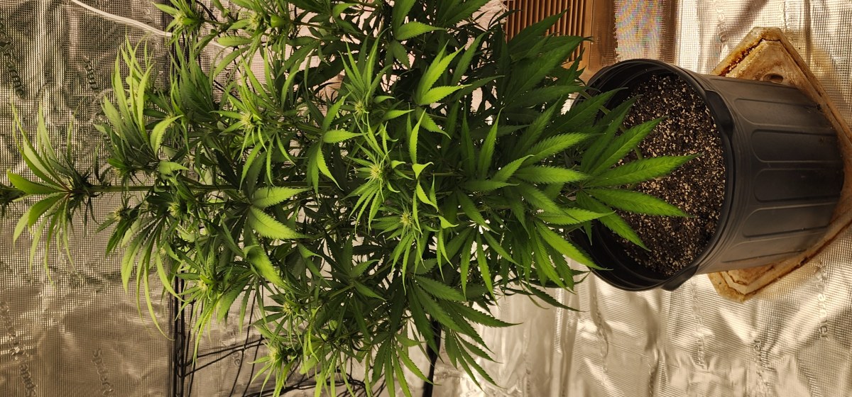 bbs-grow-diaries/blimburnseeds-com/user-52563/95ab6c25cc77a628