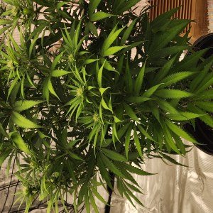 bbs-grow-diaries/blimburnseeds-com/user-52563/95ab6c25cc77a628