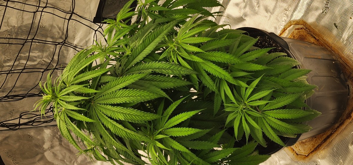 bbs-grow-diaries/blimburnseeds-com/user-52563/9ef6f2fef84ad93a