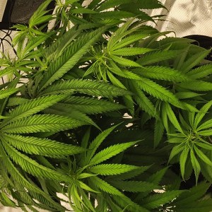 bbs-grow-diaries/blimburnseeds-com/user-52563/9ef6f2fef84ad93a