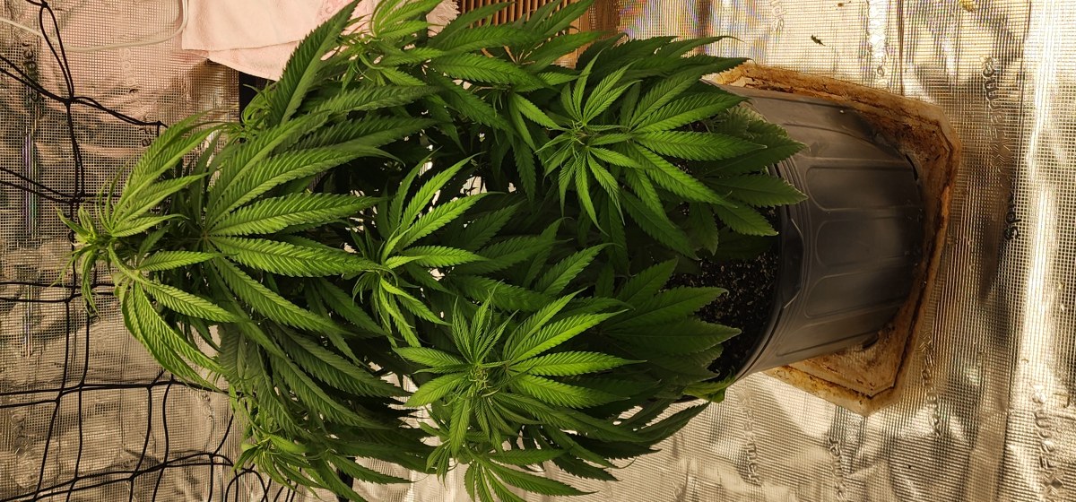 bbs-grow-diaries/blimburnseeds-com/user-52563/a3308e037af65201