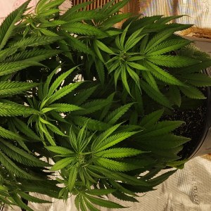 bbs-grow-diaries/blimburnseeds-com/user-52563/a3308e037af65201