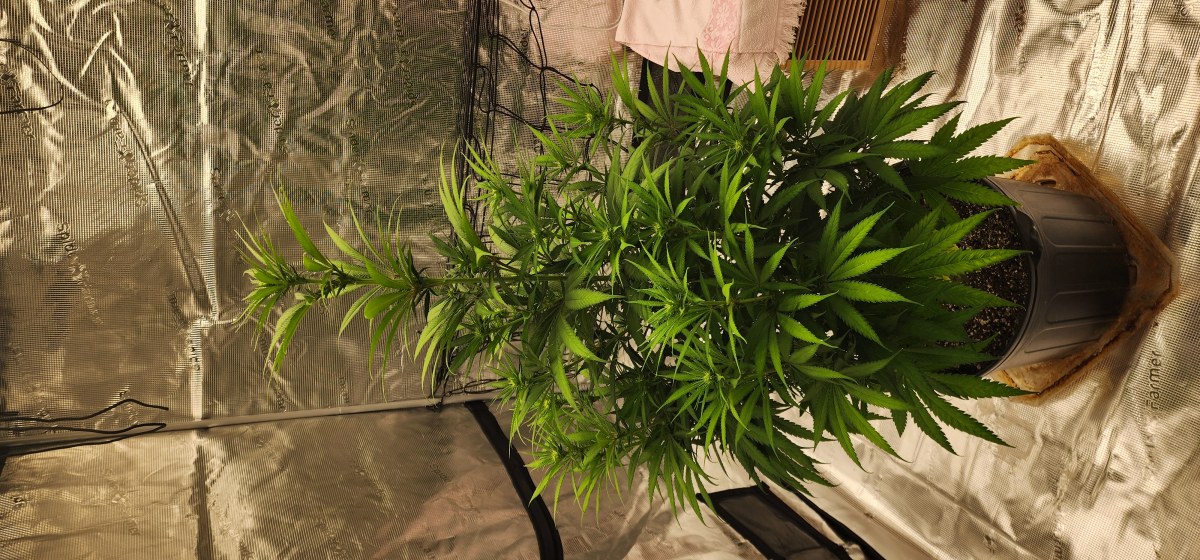 bbs-grow-diaries/blimburnseeds-com/user-52563/bad7cf1e3a23b797