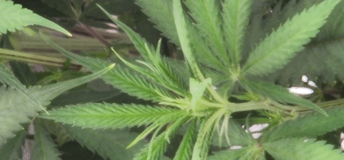 bbs-grow-diaries/blimburnseeds-com/user-52563/ea4798fbc401ed72