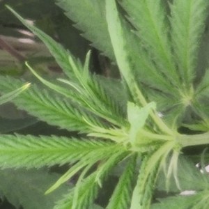 bbs-grow-diaries/blimburnseeds-com/user-52563/ea4798fbc401ed72