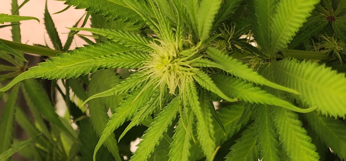 bbs-grow-diaries/blimburnseeds-com/user-52563/ee58b8abe1ad7900