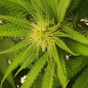 bbs-grow-diaries/blimburnseeds-com/user-52563/ee58b8abe1ad7900