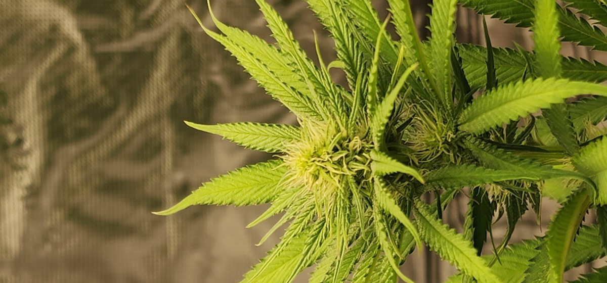 bbs-grow-diaries/blimburnseeds-com/user-52563/fb75fc5ce33f81a0