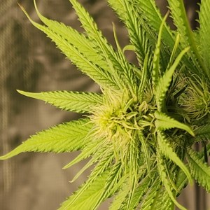bbs-grow-diaries/blimburnseeds-com/user-52563/fb75fc5ce33f81a0