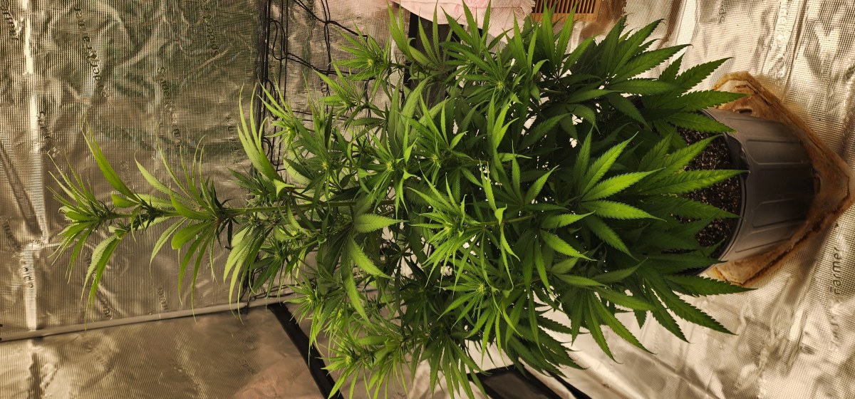 bbs-grow-diaries/blimburnseeds-com/user-52563/fcf718f531c531c2