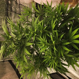 bbs-grow-diaries/blimburnseeds-com/user-52563/fcf718f531c531c2