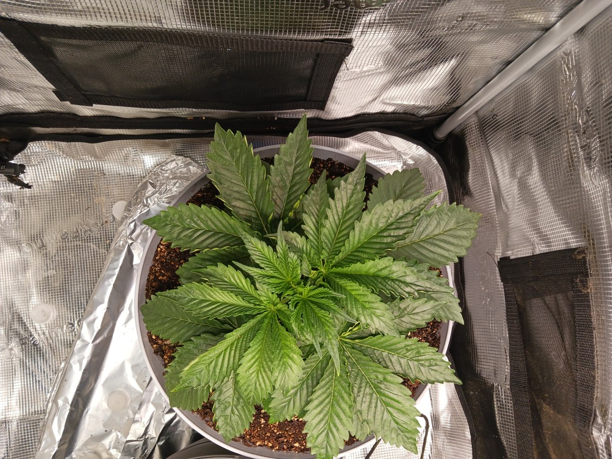 bbs-grow-diaries/blimburnseeds-com/user-52621/0074b93ea16e2e27