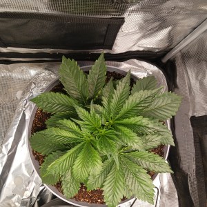 bbs-grow-diaries/blimburnseeds-com/user-52621/0074b93ea16e2e27