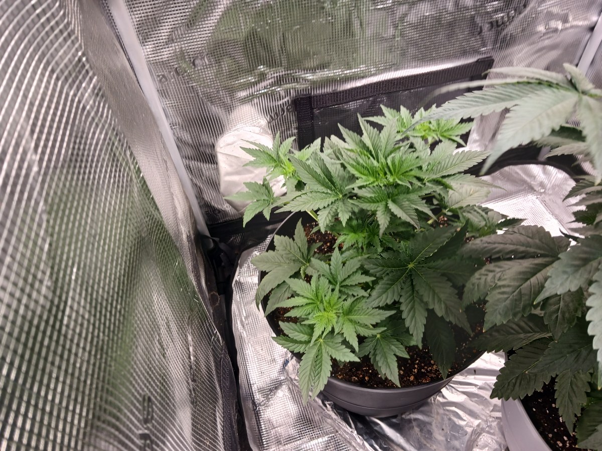 bbs-grow-diaries/blimburnseeds-com/user-52621/01e9f7589956c106