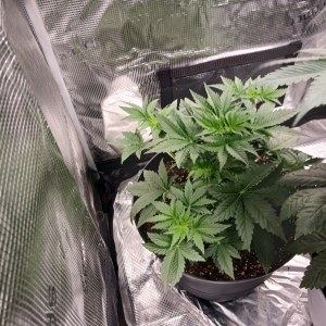 bbs-grow-diaries/blimburnseeds-com/user-52621/01e9f7589956c106