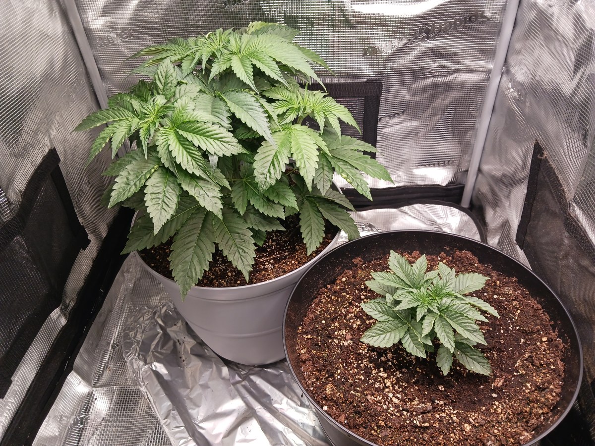 bbs-grow-diaries/blimburnseeds-com/user-52621/0357dfaaf3c9f172