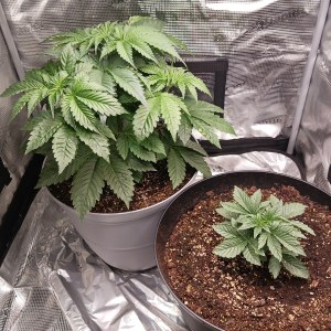 bbs-grow-diaries/blimburnseeds-com/user-52621/0357dfaaf3c9f172