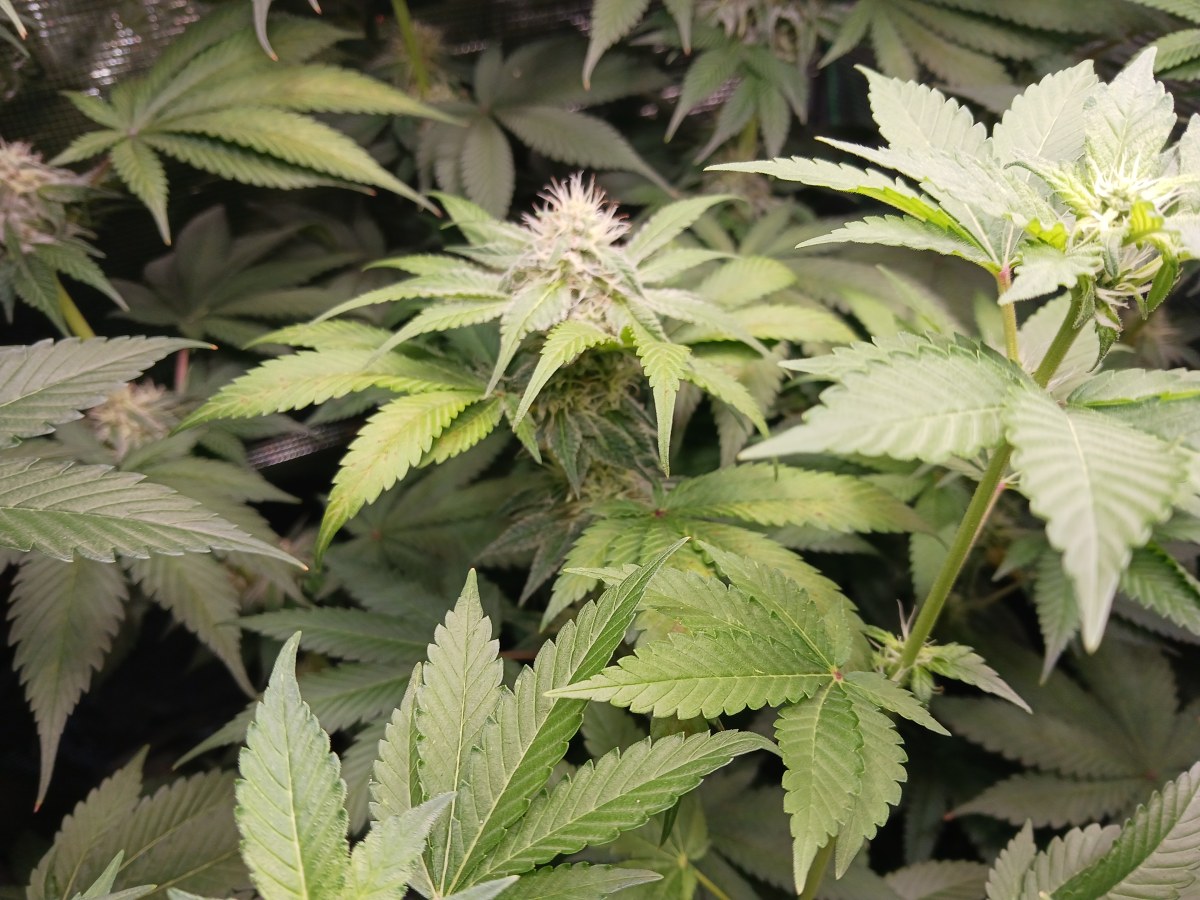 bbs-grow-diaries/blimburnseeds-com/user-52621/0bec42bd7e64b823