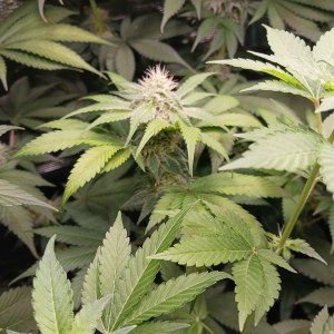 bbs-grow-diaries/blimburnseeds-com/user-52621/0bec42bd7e64b823
