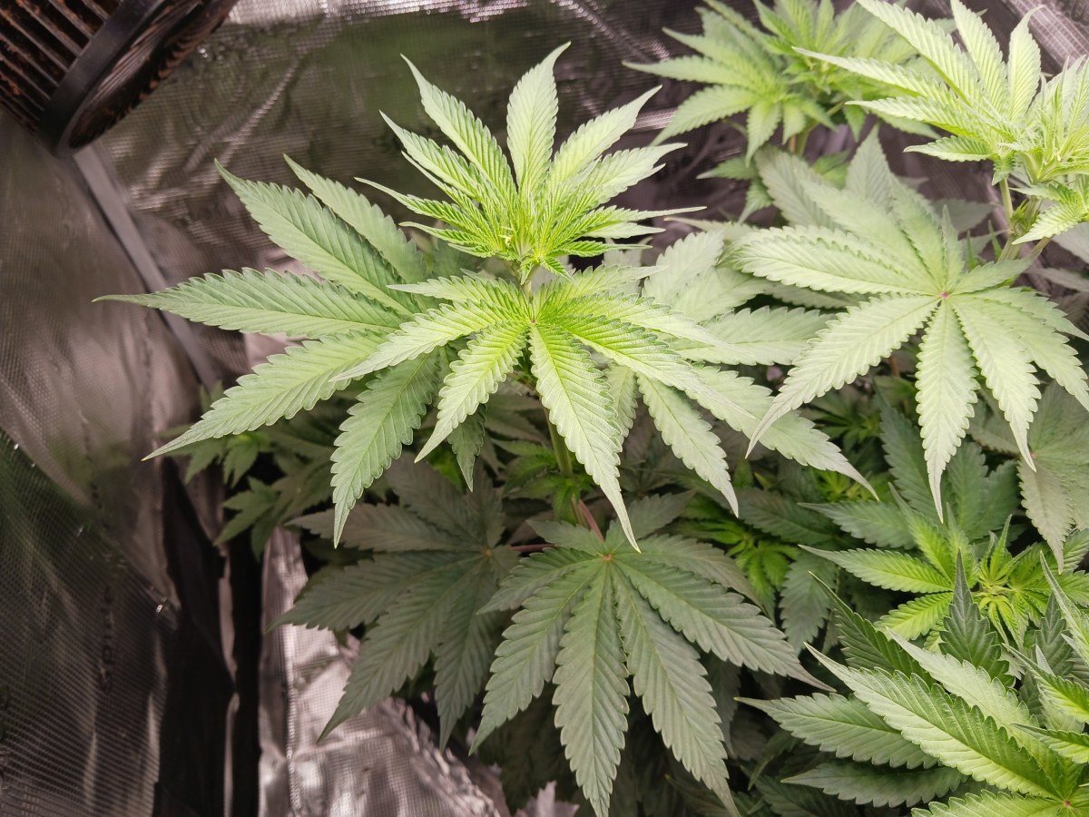 bbs-grow-diaries/blimburnseeds-com/user-52621/0dc620fb8d0575ec