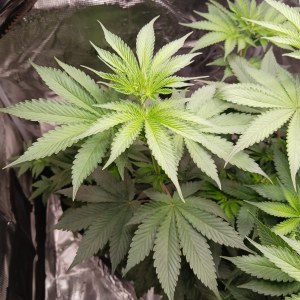bbs-grow-diaries/blimburnseeds-com/user-52621/0dc620fb8d0575ec
