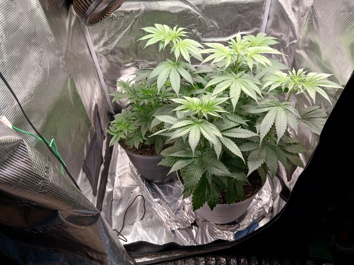 bbs-grow-diaries/blimburnseeds-com/user-52621/17b0449ec1b7b5ef