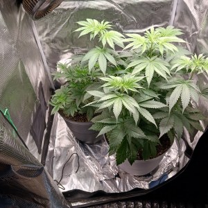 bbs-grow-diaries/blimburnseeds-com/user-52621/17b0449ec1b7b5ef