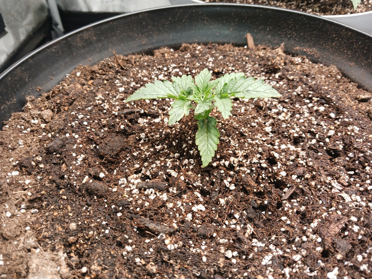 bbs-grow-diaries/blimburnseeds-com/user-52621/229ae7bd5dc250bc
