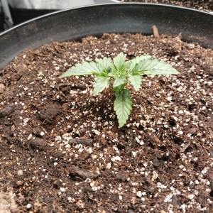 bbs-grow-diaries/blimburnseeds-com/user-52621/229ae7bd5dc250bc